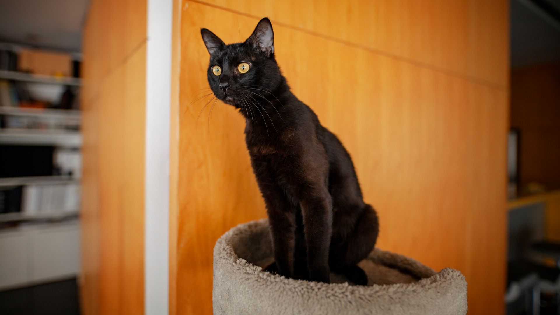 Bombay cat, a black cat breed is sitting on top of scratching post