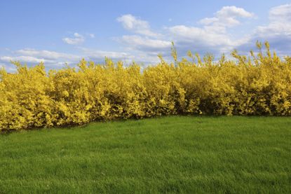 Yellow Forsythia Hedges