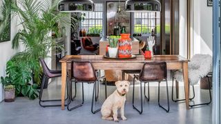 Dining room with dog and large houseplants