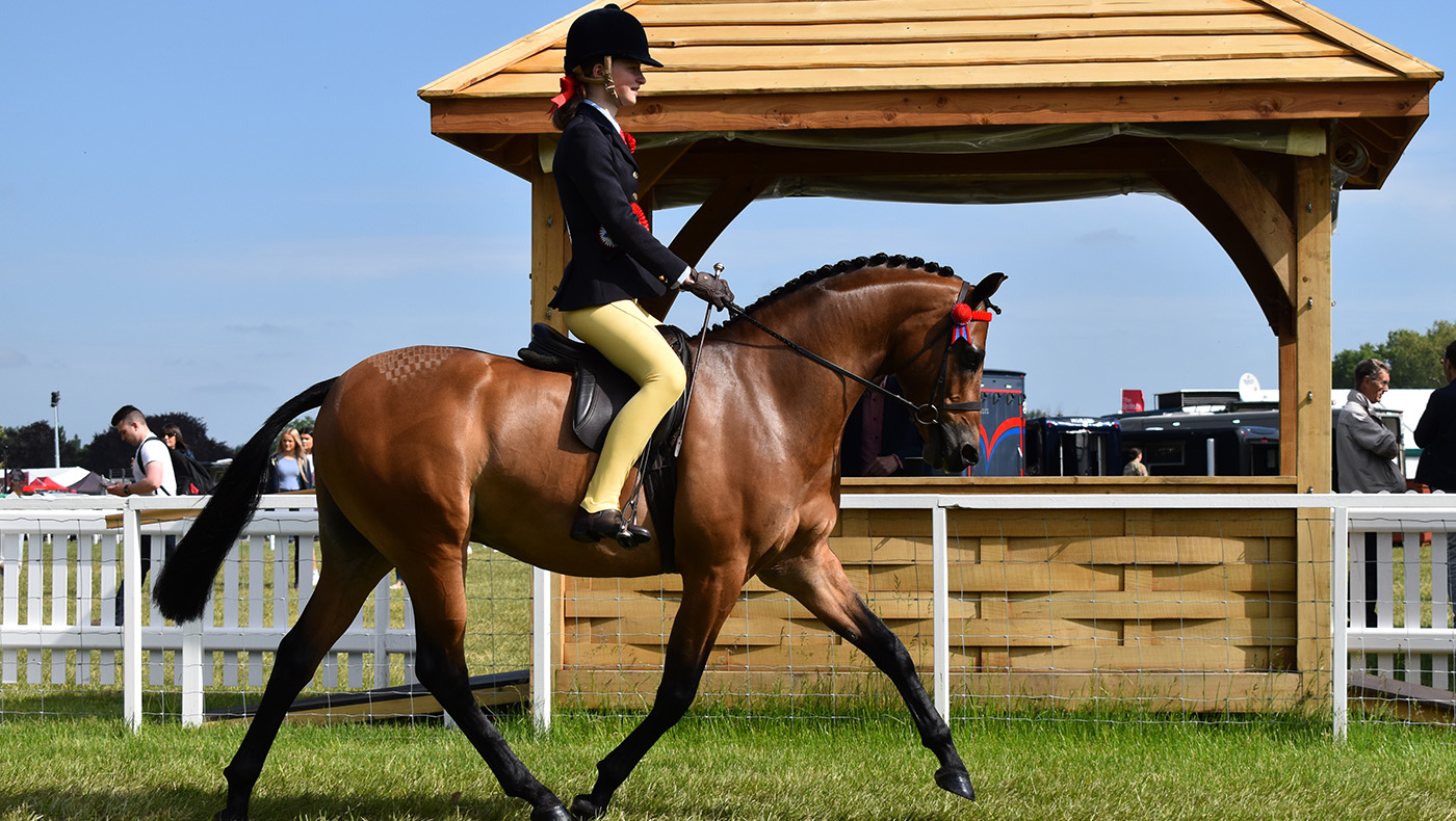 royal windsor novice show pony championship