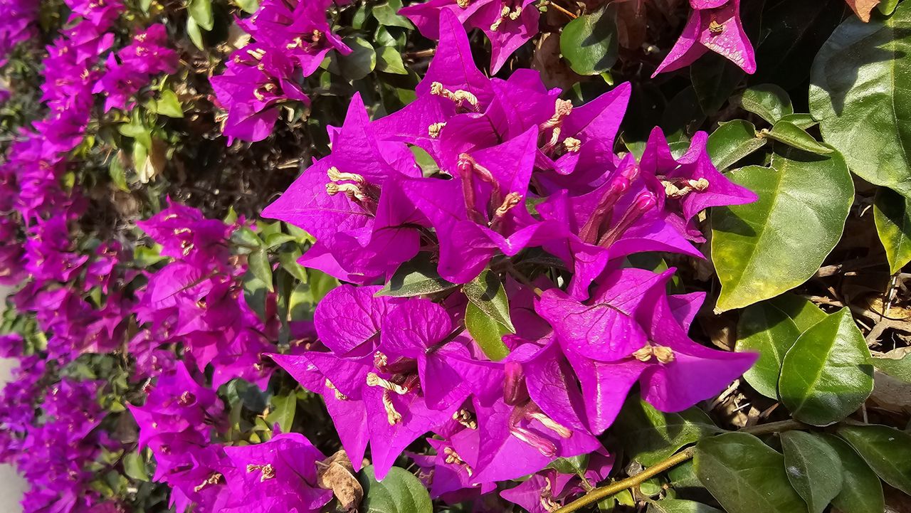 Samsung Galaxy S24 camera sample image