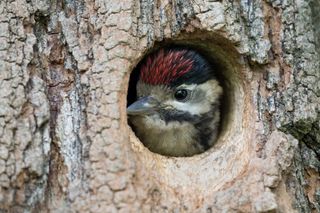 Baby bird looking out of its nest