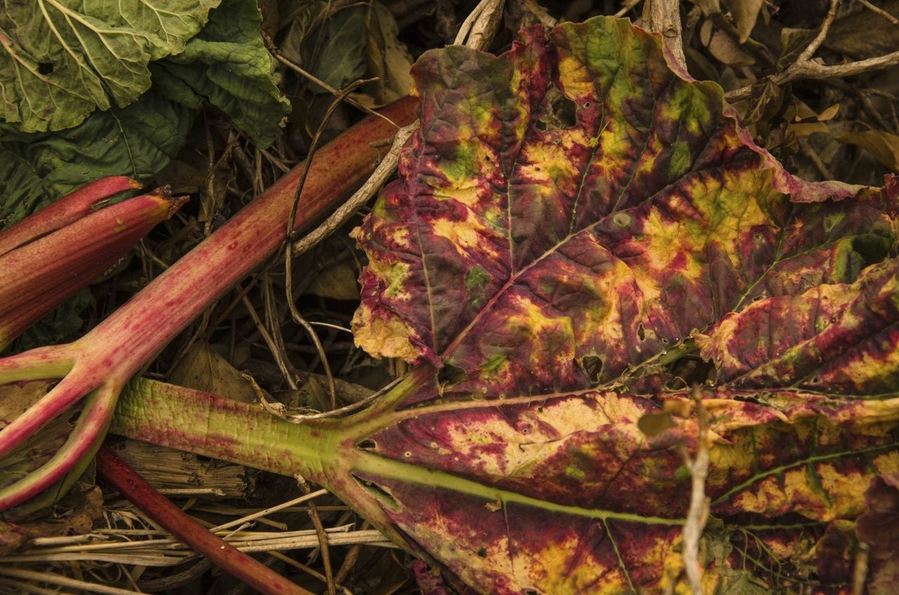 Composted Rhubarb Leaves