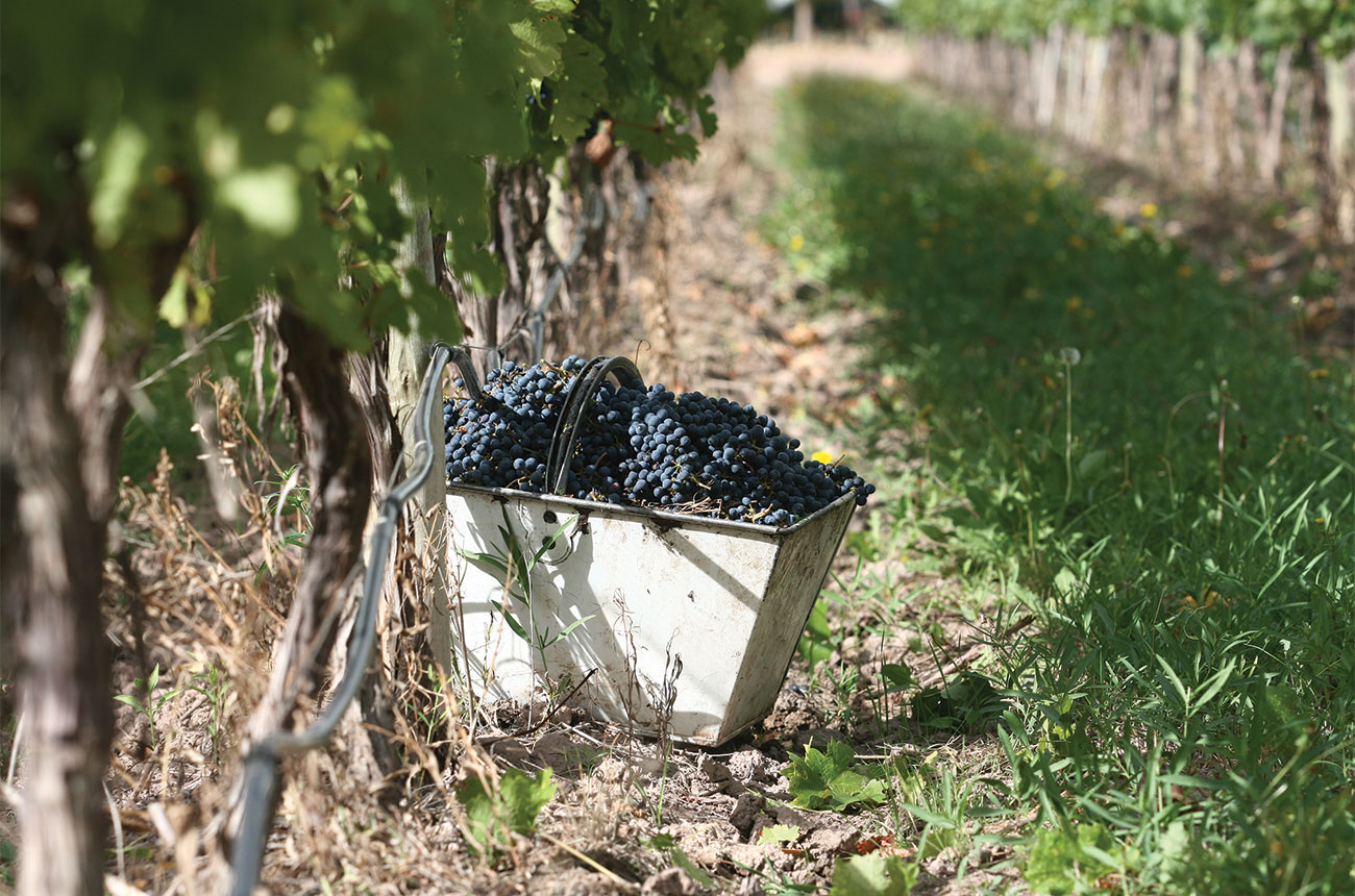 Susana Balbo Wines grapes