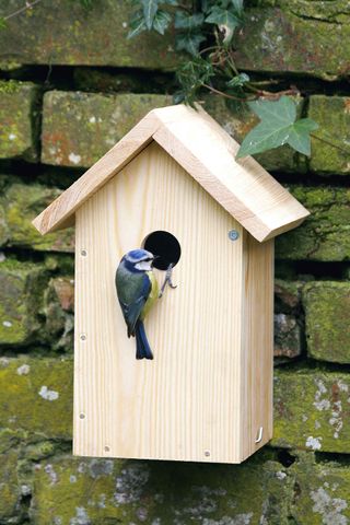 build your own bird box from National Trust in wildlife garden