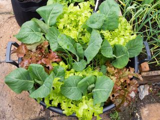 container planted with cabbage 'Dutchman', red and green lettuce 'Lollo Rosso', and 'White Lisbon' spring onions