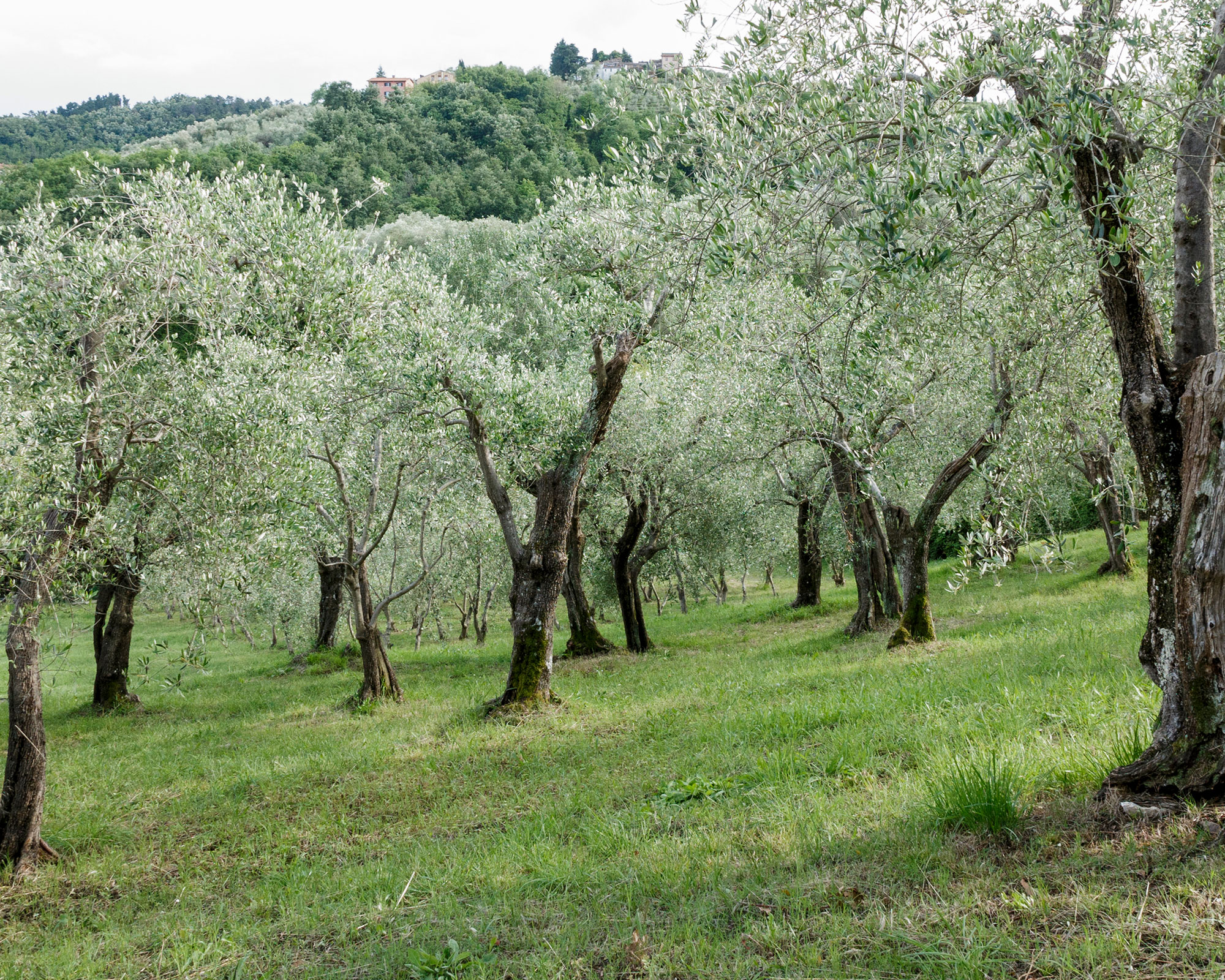 A sloping lawn covered in trees