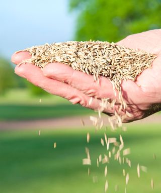 person holding a handful of grass seed