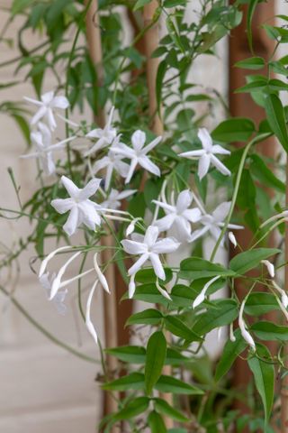 Jasminum officinale ‘Devon Cream’ - flowering climber