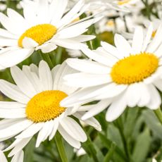 Shasta daisies with large flower heads in meadow planting