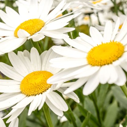 Shasta daisies with large flower heads in meadow planting