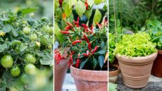 composite of three dwarf edible plants