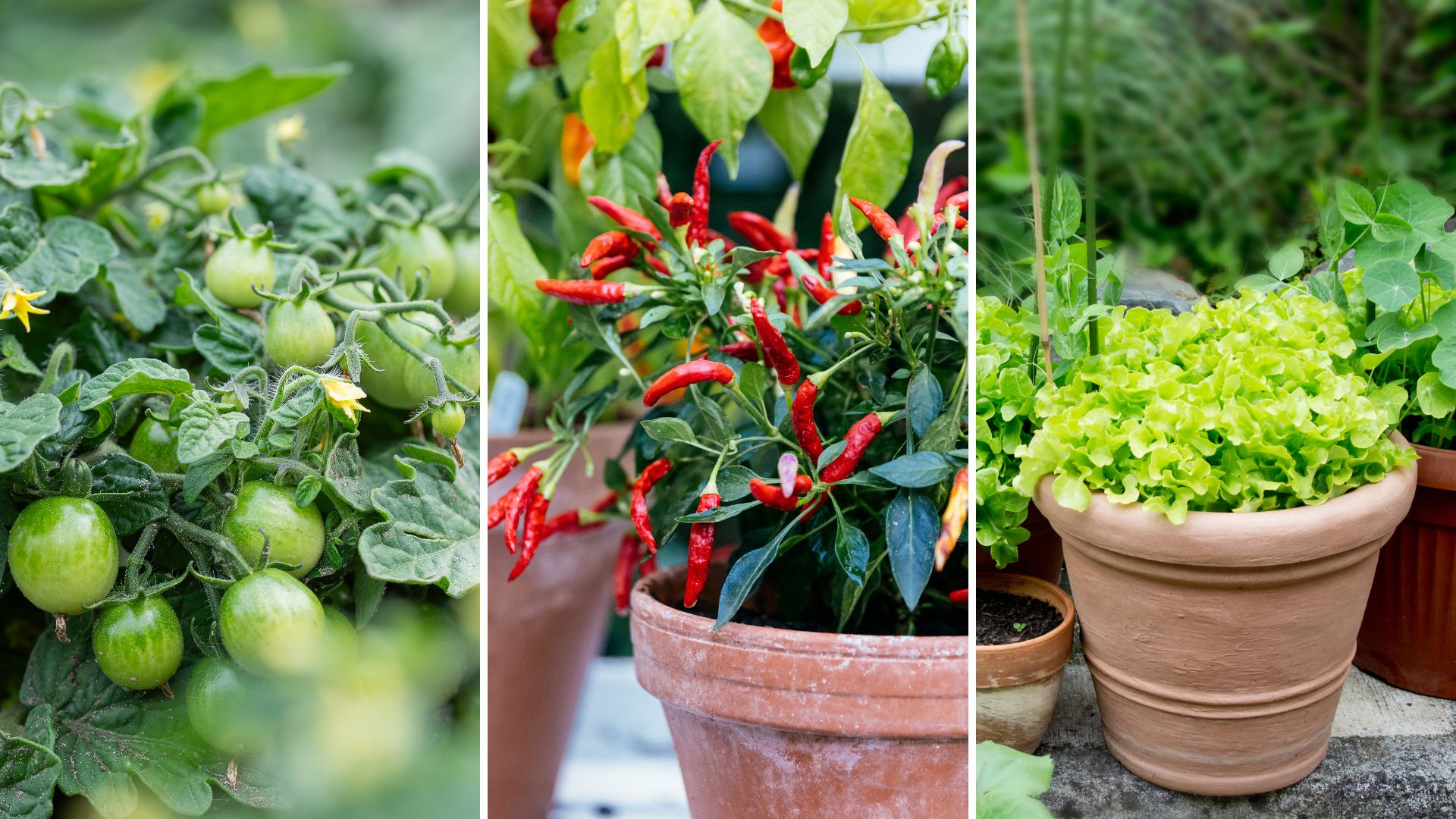 composite of three dwarf edible plants
