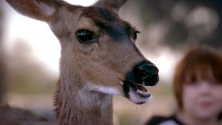 Deer on Grey's Anatomy