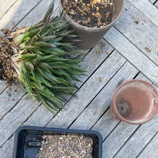 Aloe vera pups, potting soil, pots