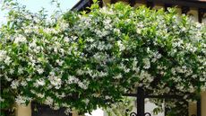 Star jasmine growing on the side of a house