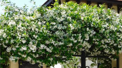 Star jasmine growing on the side of a house