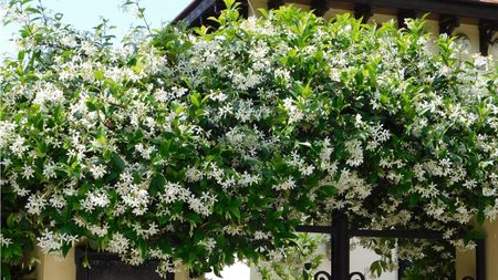 Star jasmine growing on the side of a house