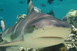 sharks, animal behavior, Blackfin reef shark