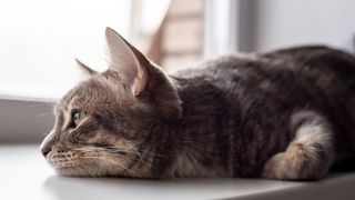 tabby cat lying on window sill