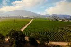 Coombsville_landscape_PAUL-HOBBS_photo-by-Wildly-Simple-Productions.jpg