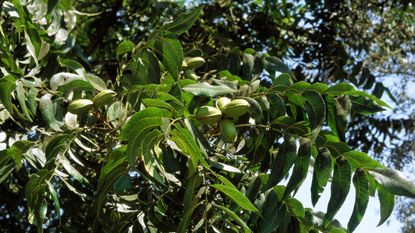 Pecans growing on tree, close-up