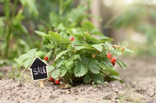 strawberry plants for sale