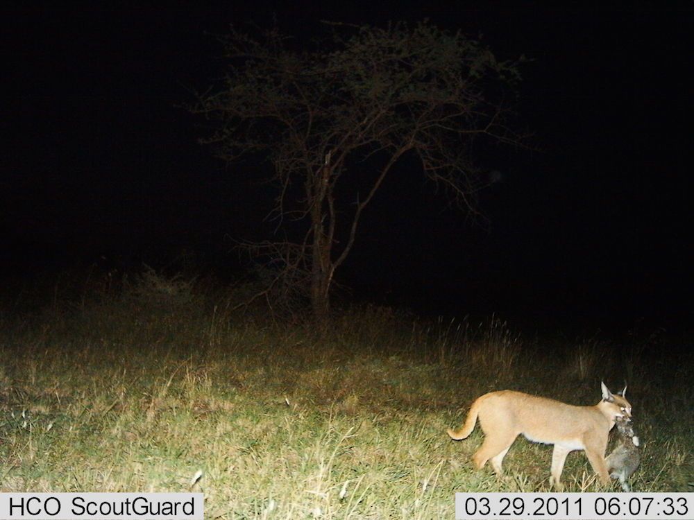 Photos: Wild Animals of the Serengeti | Live Science