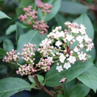 Viburnum tinus&nbsp;'Eve Price' | £16.09 at Crocus