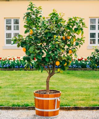Fertilize citrus trees
