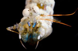 The mantis shrimp <em>Haptosquilla trispinosa</em>.