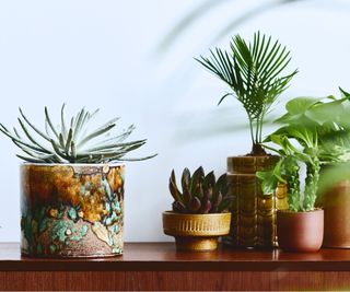 Houseplants