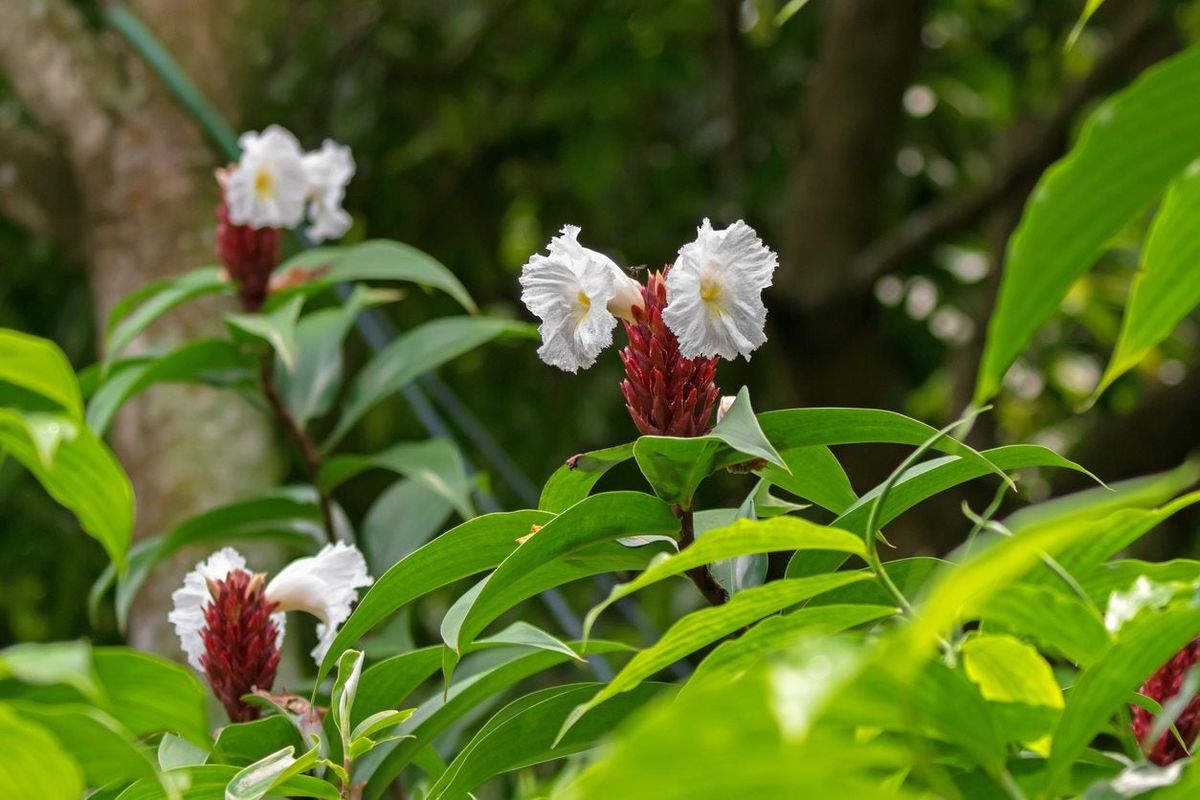 costus-plant-information-how-to-grow-costus-plants-in-the-garden