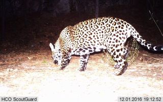 Yo'oko, a male jaguar, was first spotted in the Huachuca Mountains of southern Arizona in late 2016.