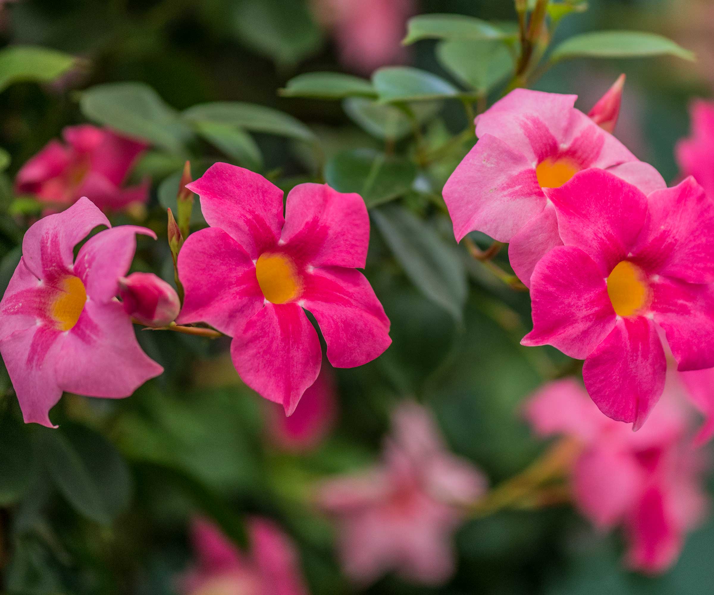 pink mandevilla