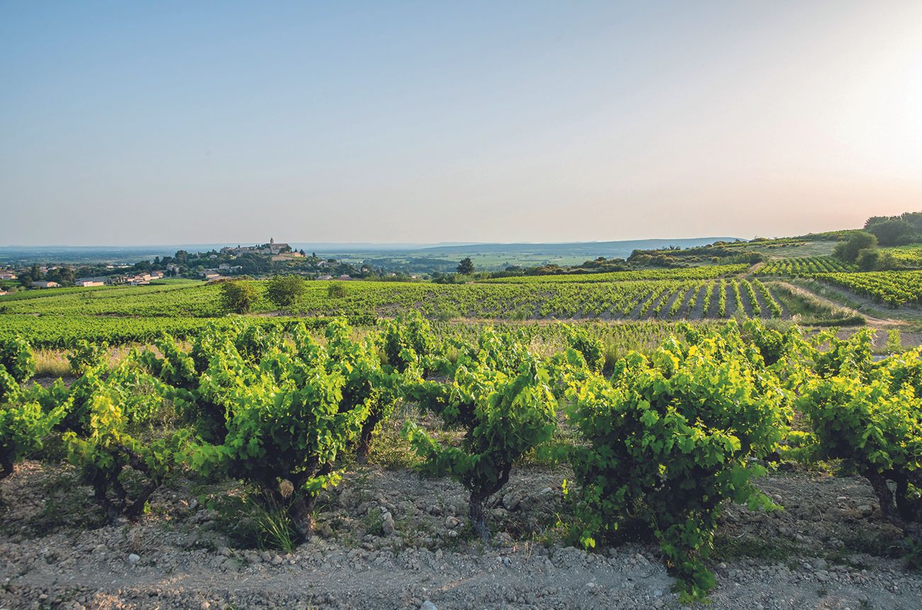 Vineyard scenery