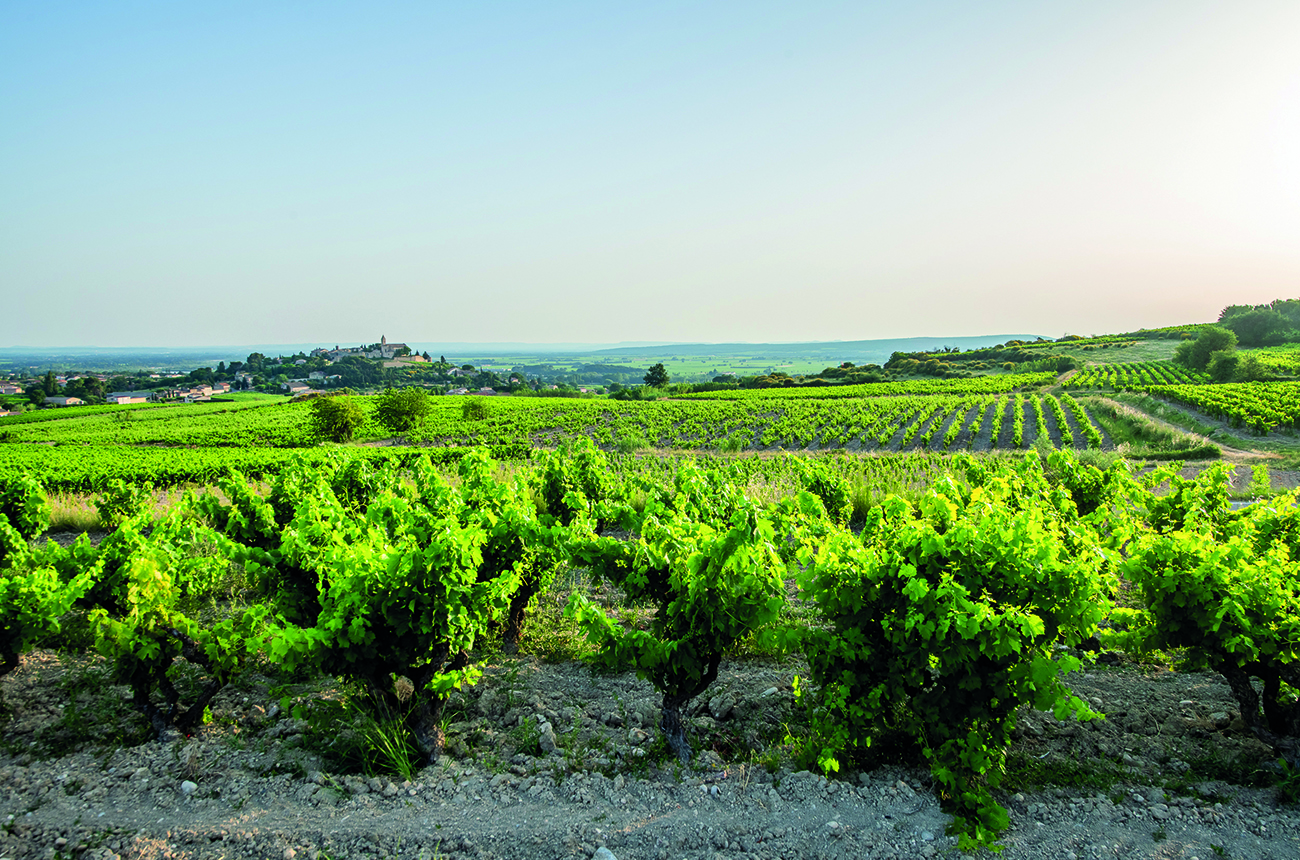 Vineyard scenery