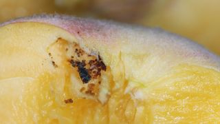 A yellow peach contains mature larvae of the peach twig borer moth.