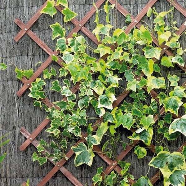 Gardman 07250 Riveted Garden Trellis, Tan, 1.8 X 0.3 Metres