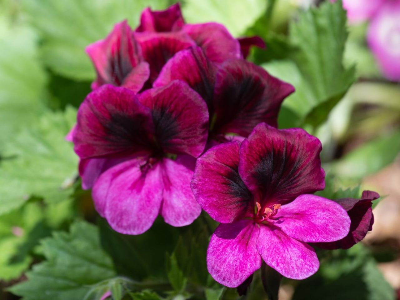 Martha Washington Geranium Plants