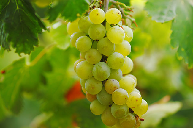 White grapes