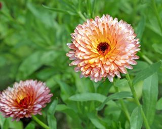 Orange Flash calendula flowers