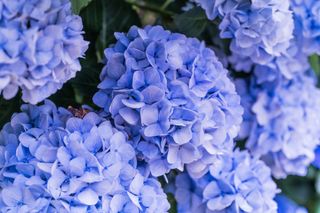 A close-up of blue hydrangeas