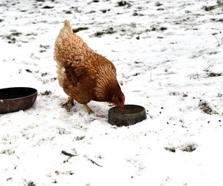 Domestic chicken walking and eating on the snow in the winter