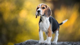 Beagle puppy