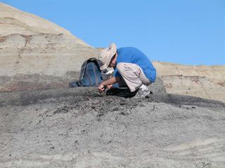 Doctoral student Bill Mitchell collecting a volcanic ash sample from the coal bed just above the final dinosaur extinction level.