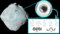 The asteroid Ryugu, a sample collected from it and the five nucleobases of DNA and RNA
