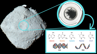The asteroid Ryugu, a sample collected from it and the five nucleobases of DNA and RNA