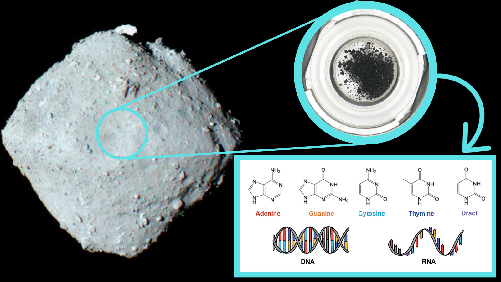 The asteroid Ryugu, a sample collected from it and the five nucleobases of DNA and RNA