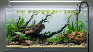 Fish tank with lots of plants and rocks